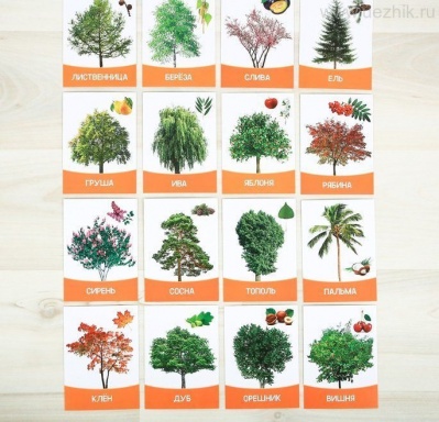 Обучающие карточки, 16 шт. (в ассортименте) Деревья и кустарники